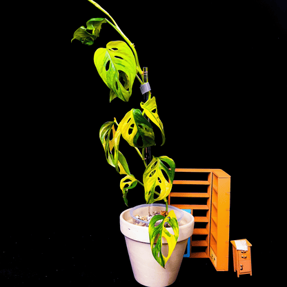 Monstera Adansonii Aurea Variegated