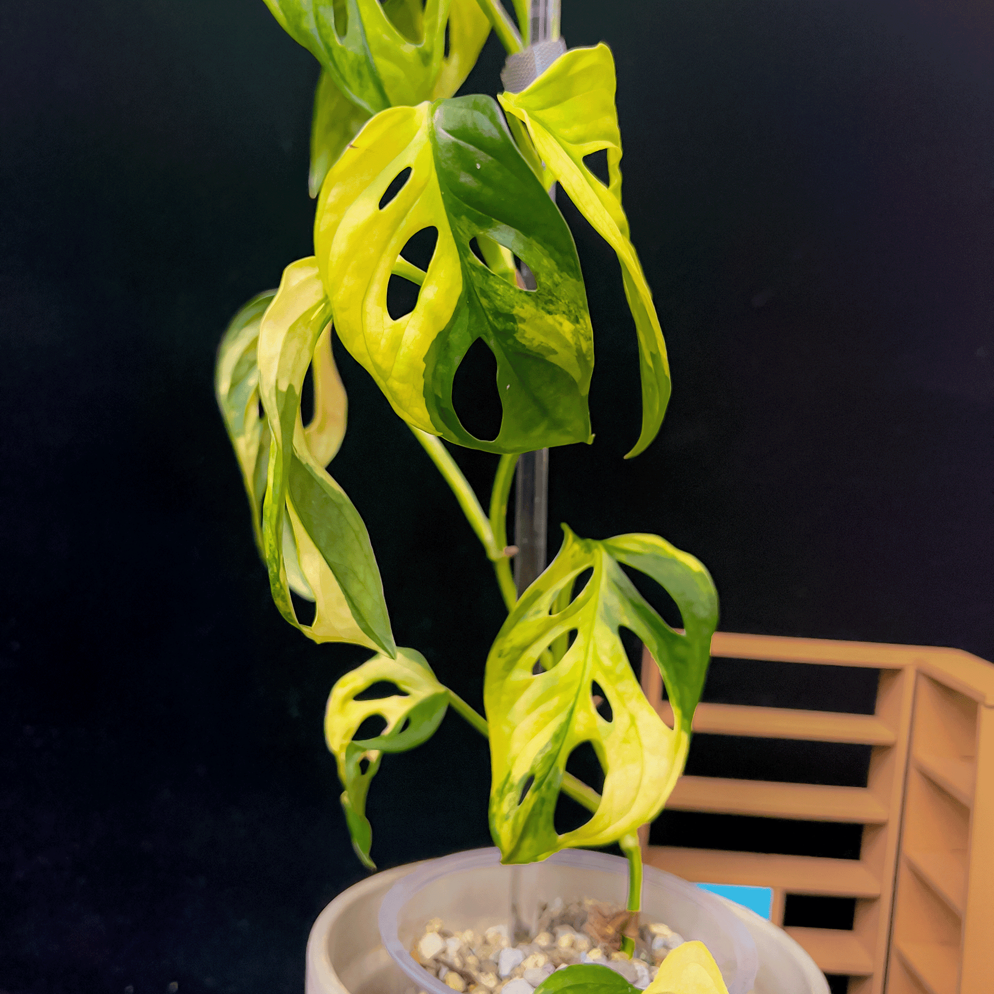 Monstera Adansonii Aurea Variegated