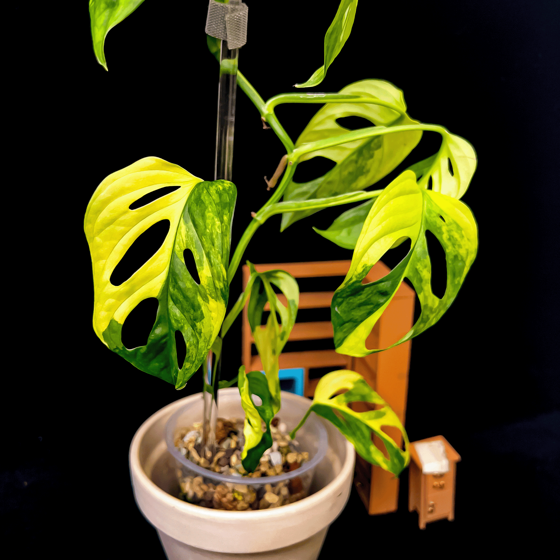 Monstera Adansonii Aurea Variegated