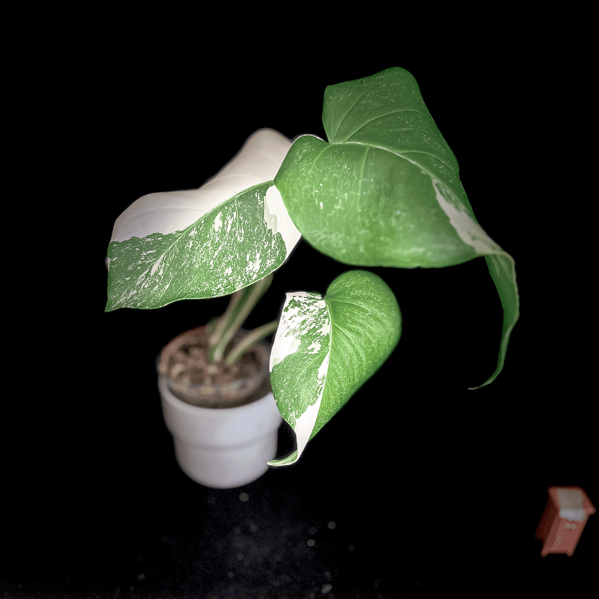 Monstera Deliciosa Albo Variegata