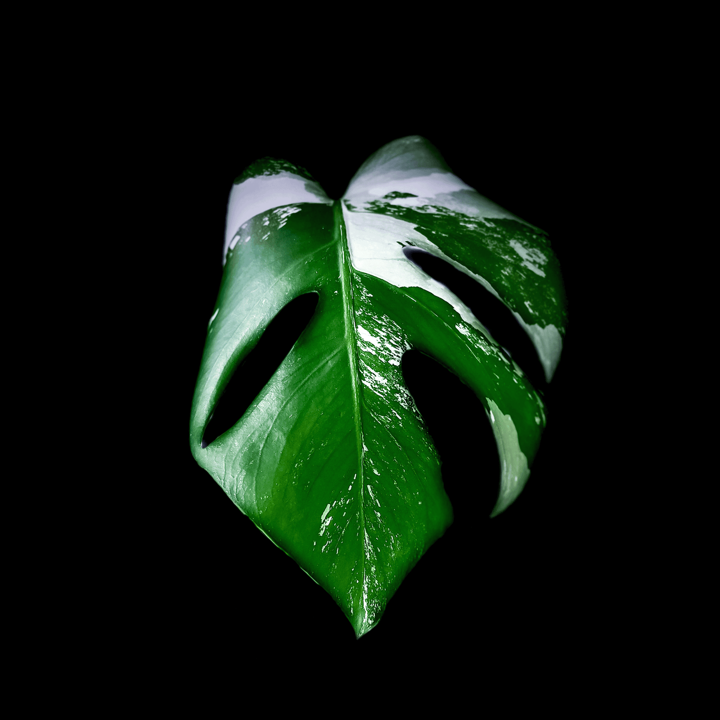 Monstera Deliciosa Albo Variegata-protoleaf.ca