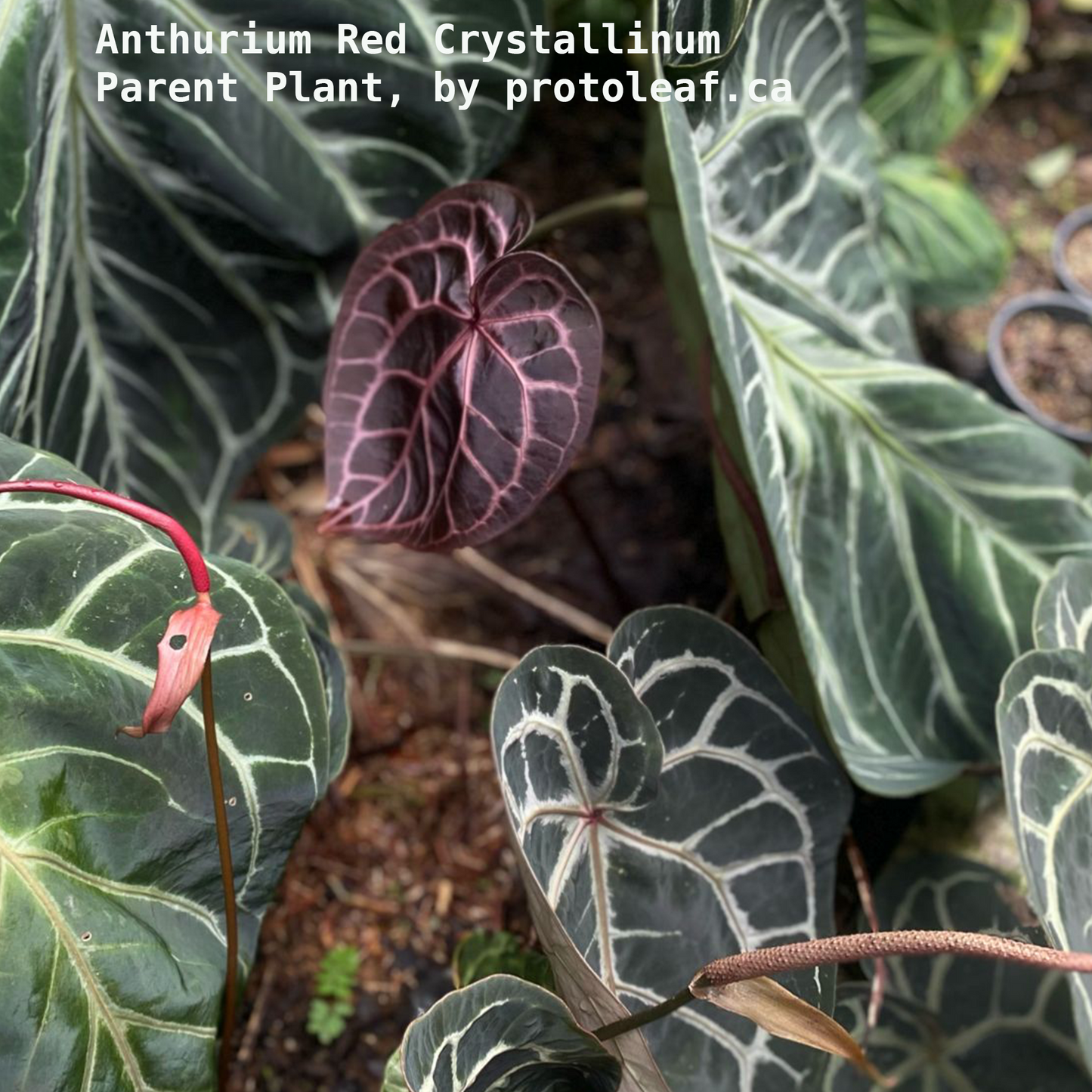 Anthurium Red Crystallinum-protoleaf.ca