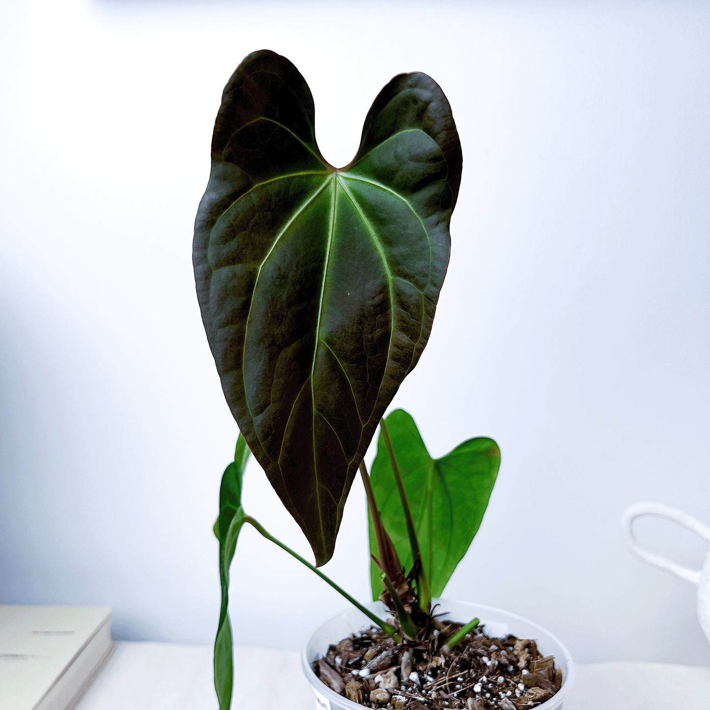 Anthurium Subsignatum x Portillae