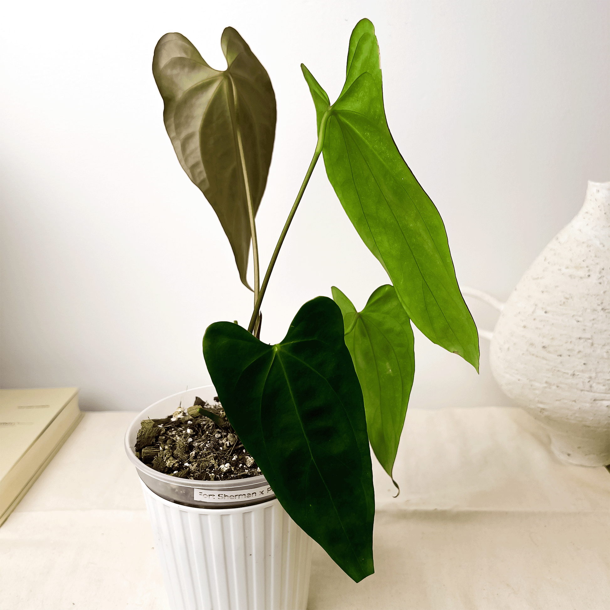 Anthurium Subsignatum x Portillae