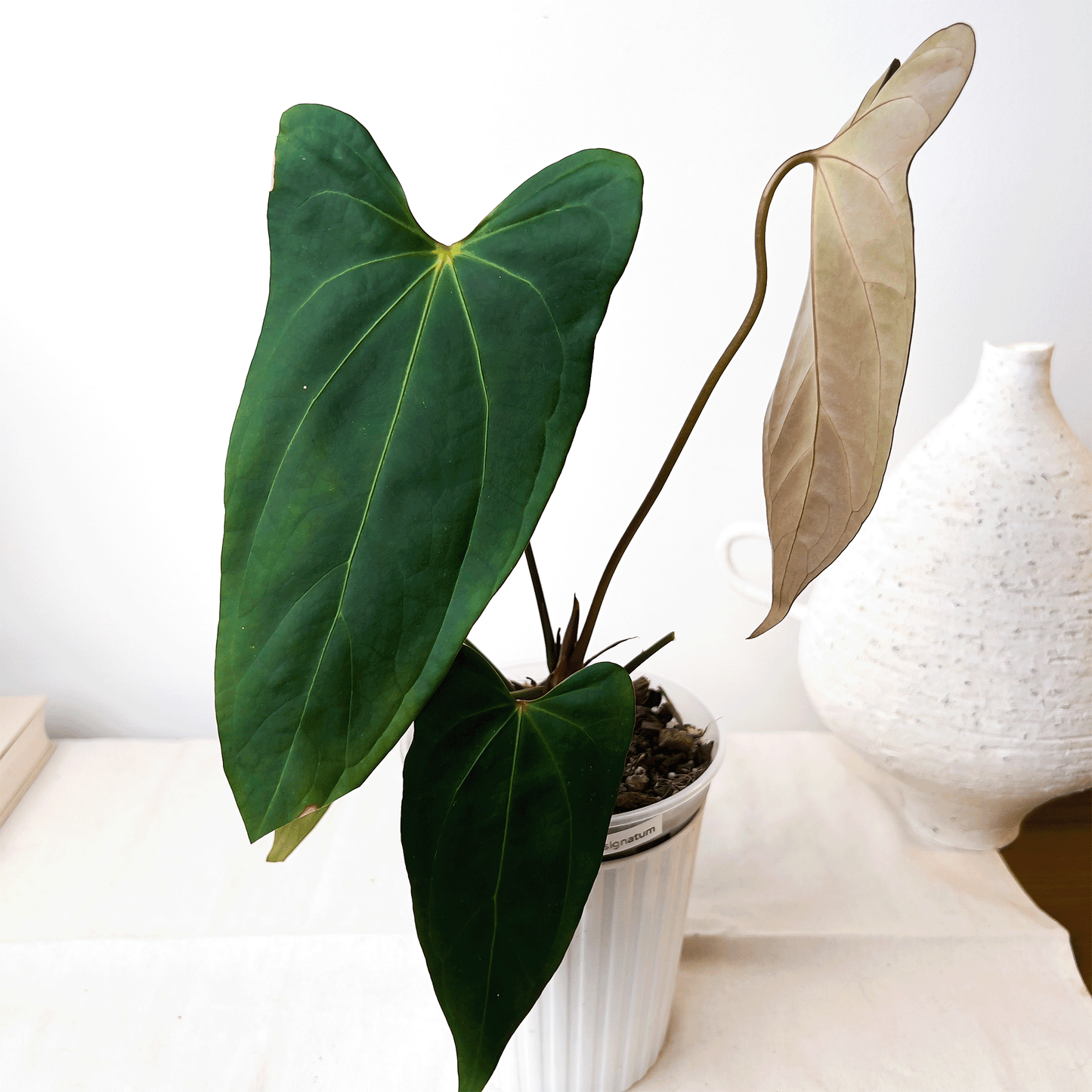 anthurium signatum Anthurium Subsignatum x Portillae – ProtoLeaf