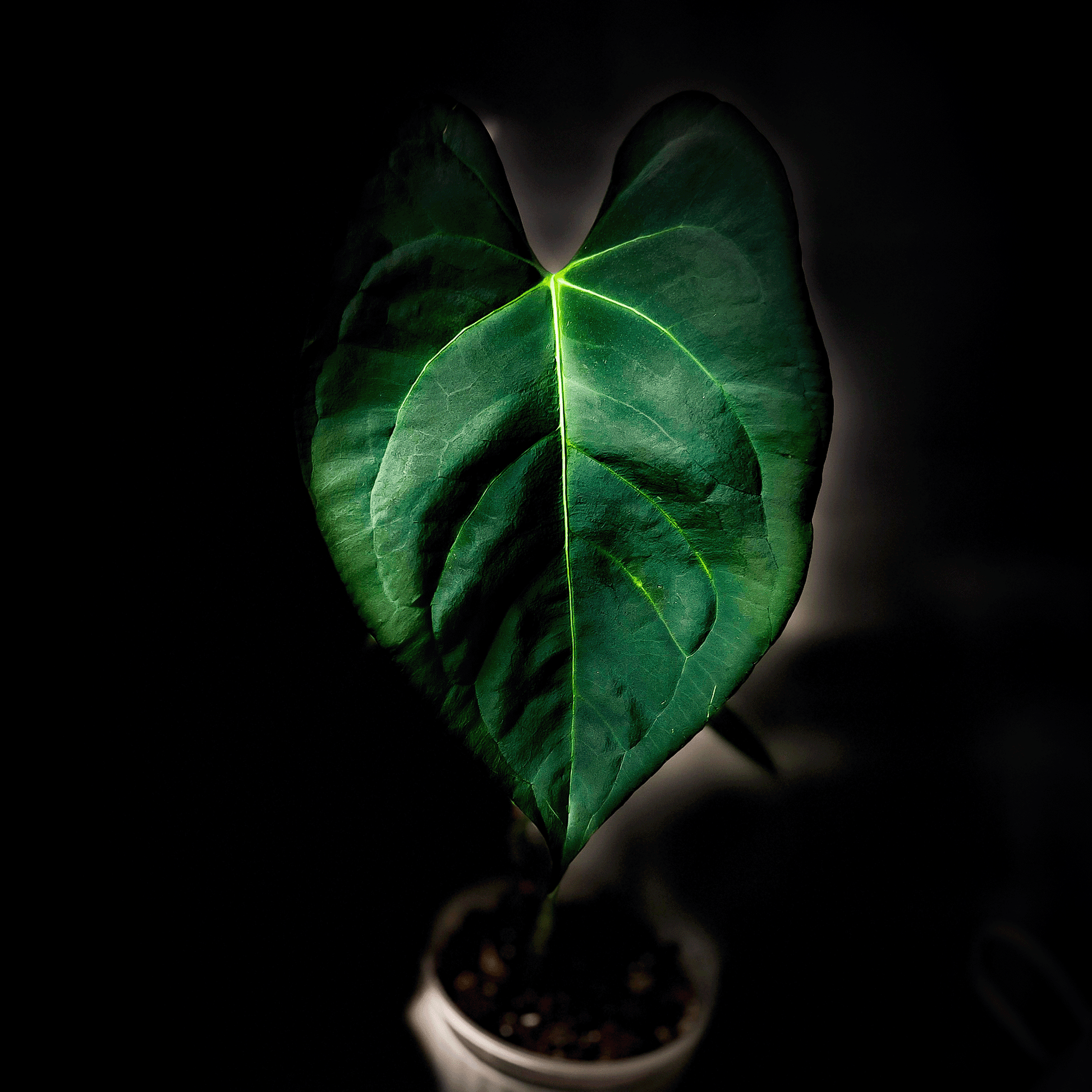 Anthurium Subsignatum x Portillae – ProtoLeaf Anthurium Subsignatum x Portillae – ProtoLeaf