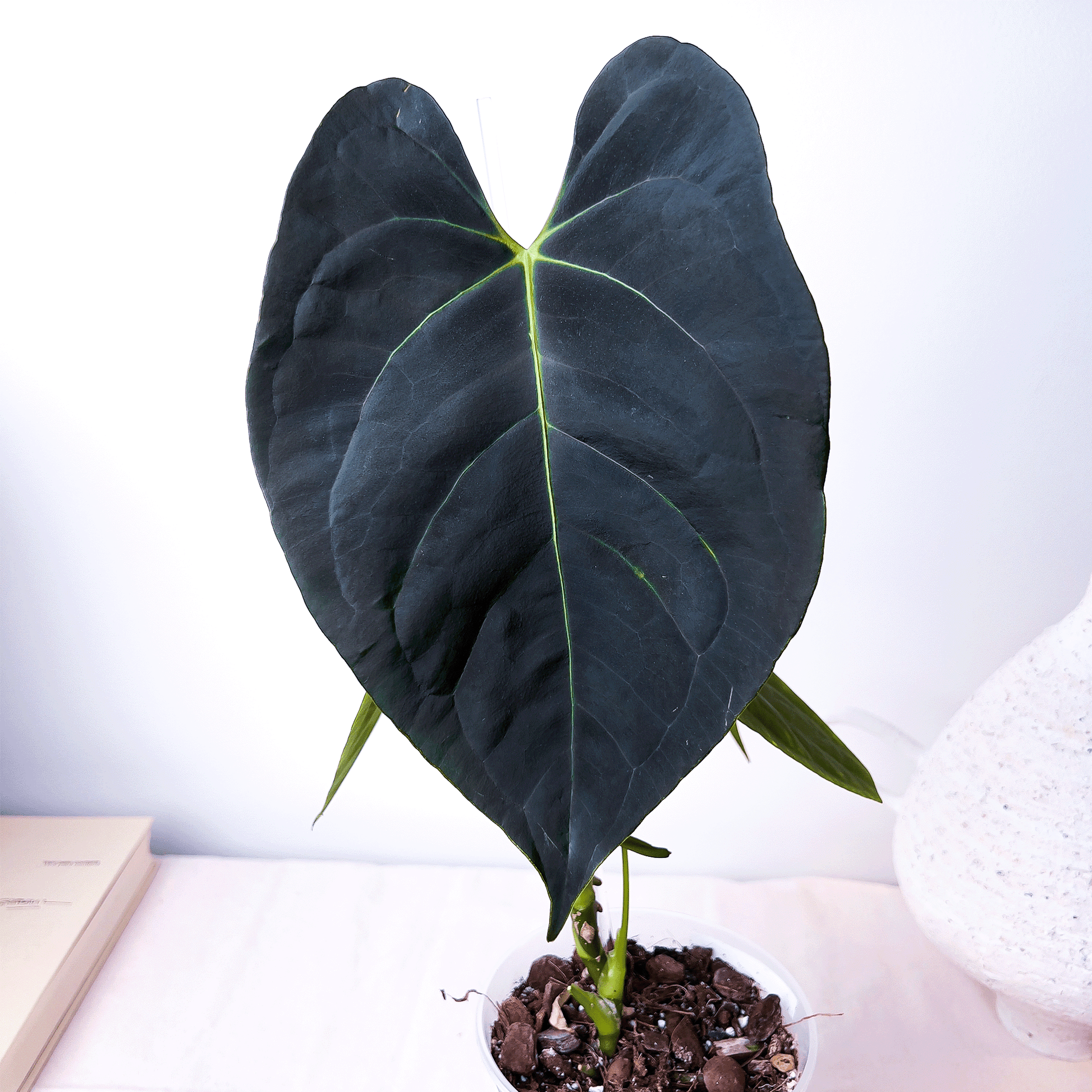 Anthurium Subsignatum x Portillae