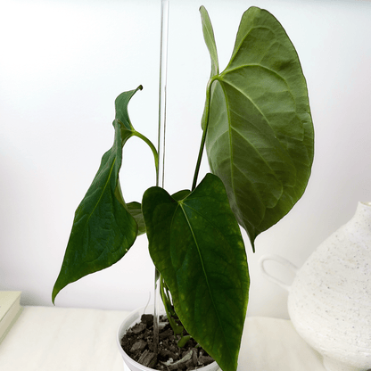 Anthurium Subsignatum x Portillae