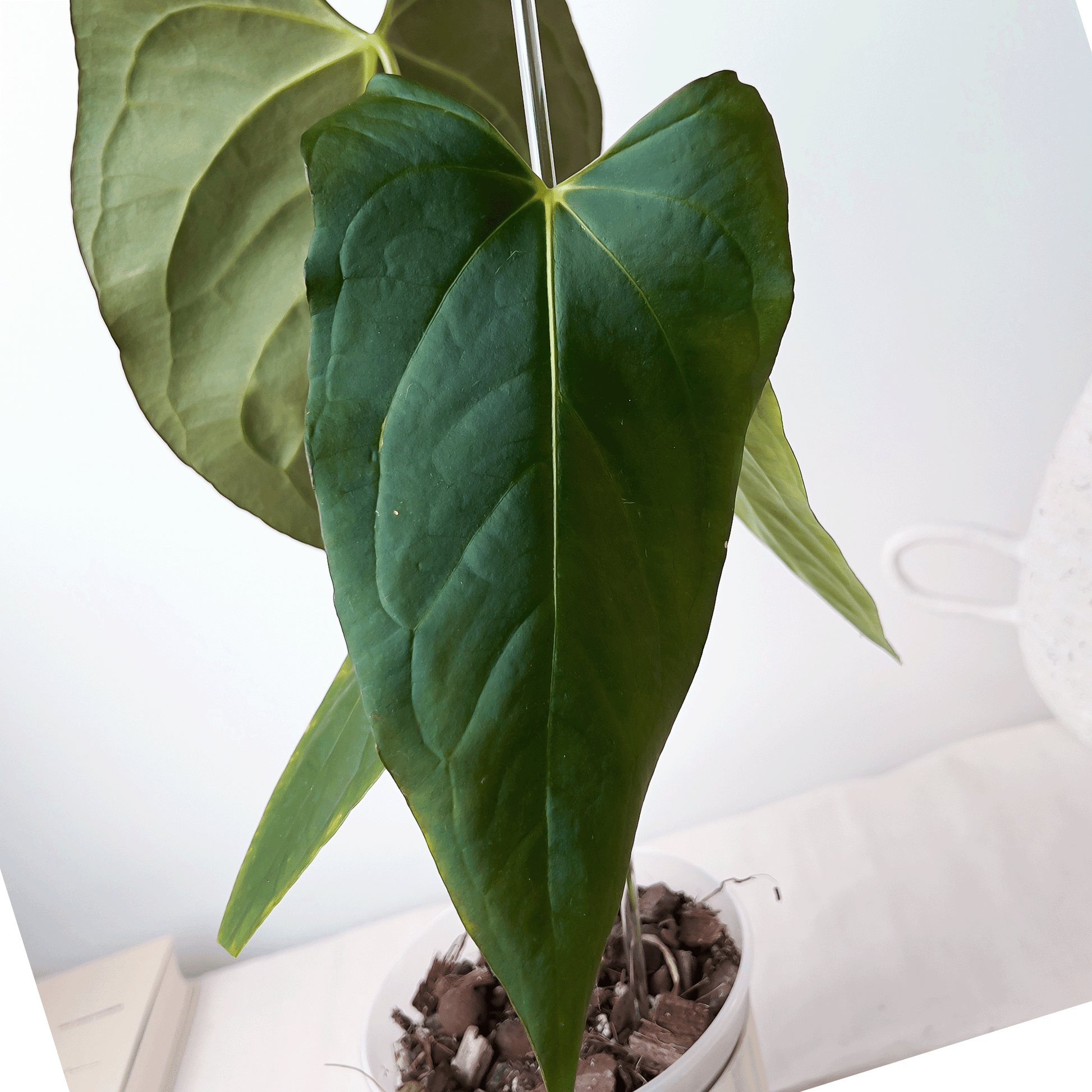 Anthurium Subsignatum x Portillae – ProtoLeaf Anthurium Subsignatum x Portillae – ProtoLeaf