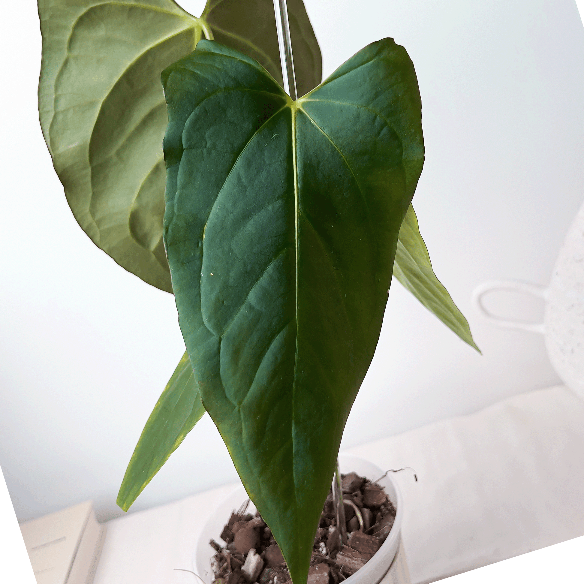 Anthurium Subsignatum x Portillae