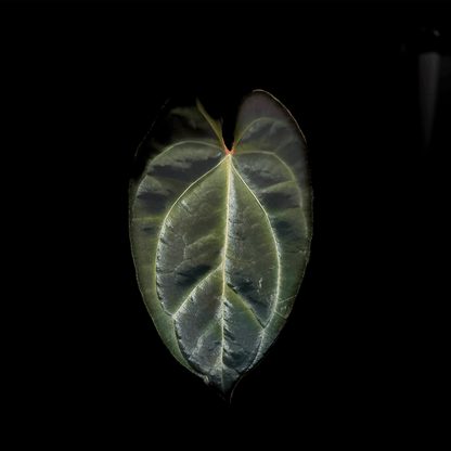 anthurium besseae dark Anthurium Besseae – ProtoLeaf
