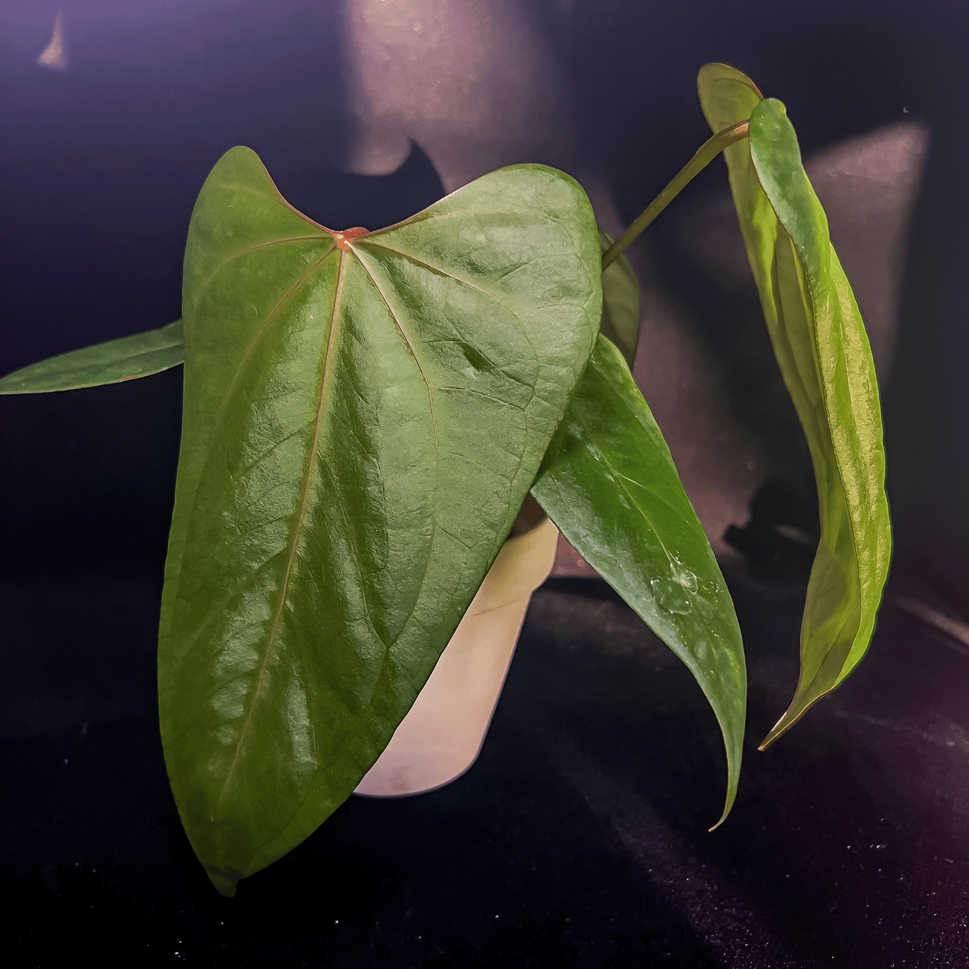 anthurium nano sweet Anthurium Black Sweet – ProtoLeaf