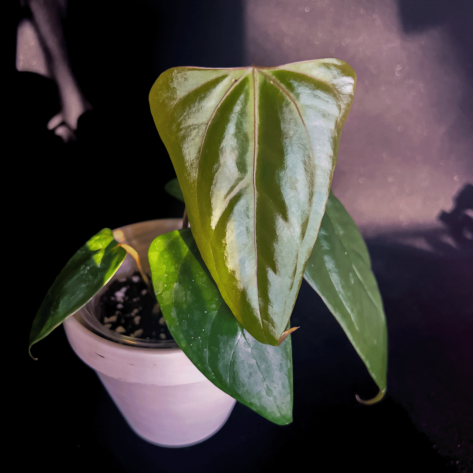 anthurium nano sweet Anthurium Black Sweet – ProtoLeaf