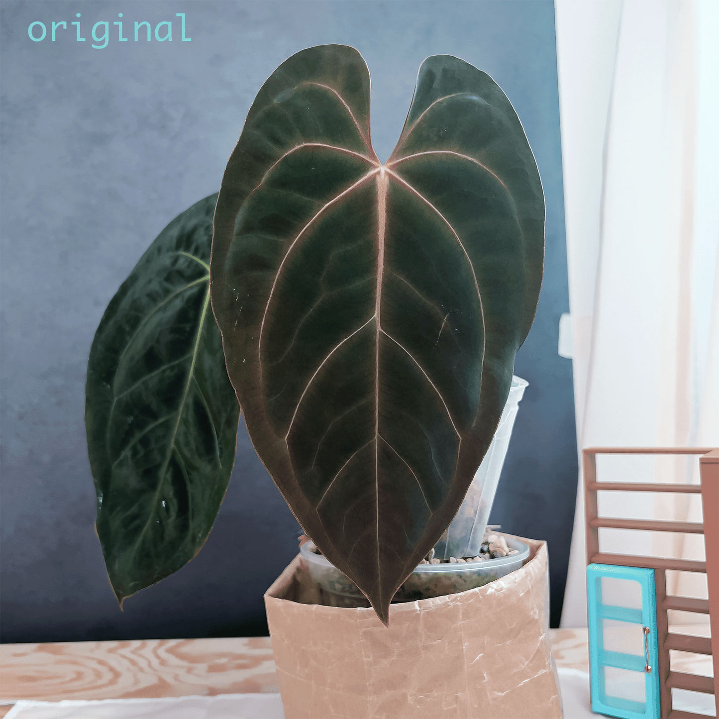 Anthurium Blue Papillilaminum Original |Anthurium Papillilaminum 