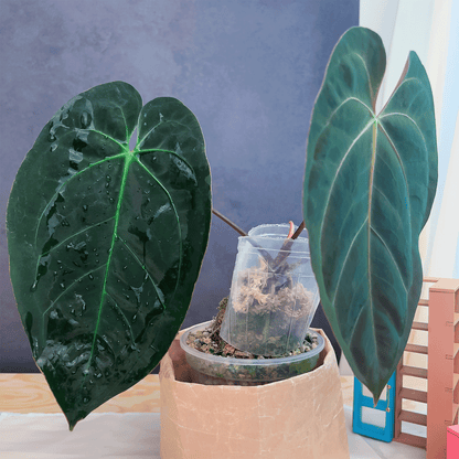 Anthurium Blue Papillilaminum Original |Anthurium Papillilaminum 