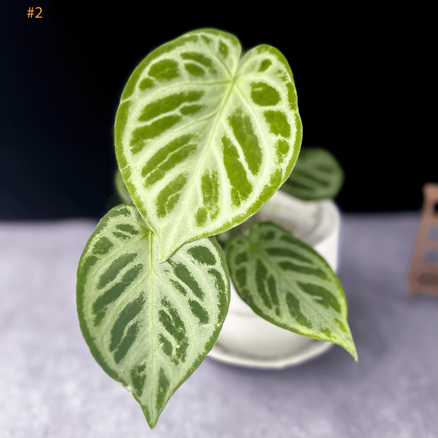 Anthurium Silver Blush