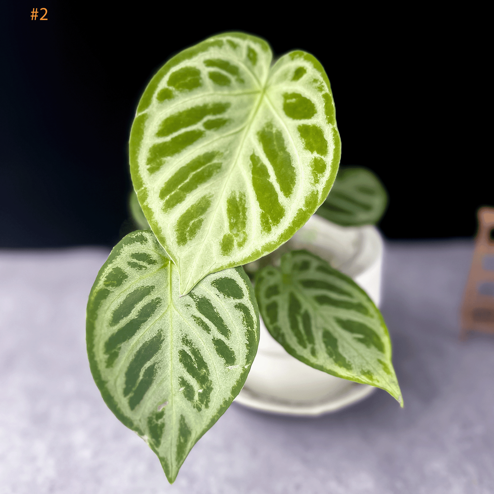 Anthurium Silver Blush