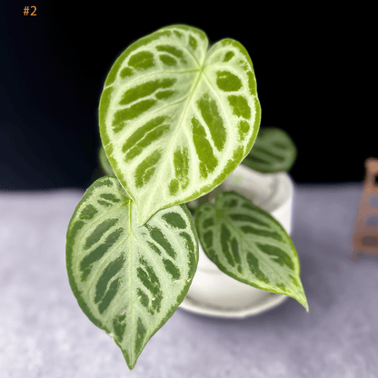 Anthurium Silver Blush