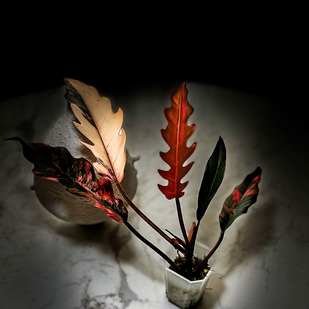 Philodendron Caramel Marble-protoleaf.ca