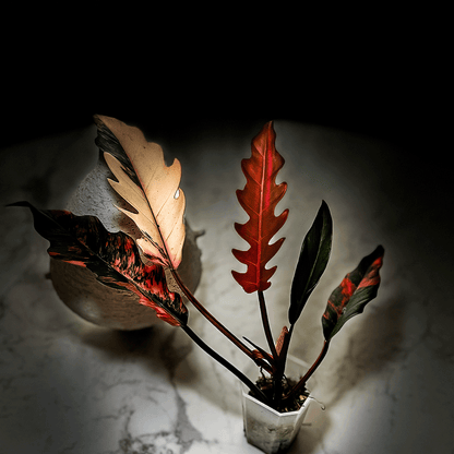 Philodendron Caramel Marble-protoleaf.ca