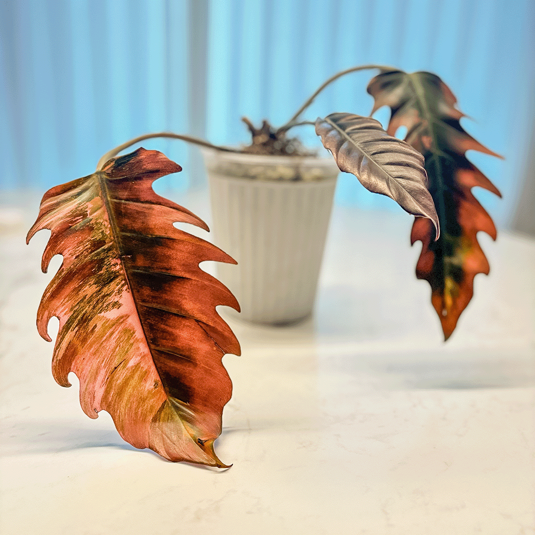 Philodendron Caramel Marble-rare plant by protoleaf.ca