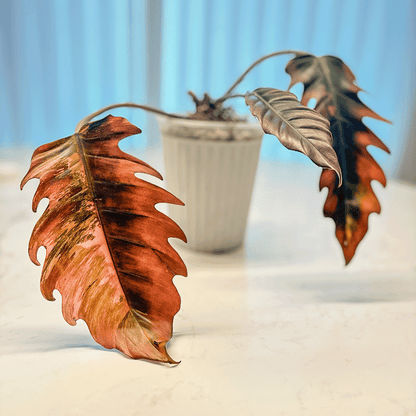 Philodendron Caramel Marble-rare plant by protoleaf.ca