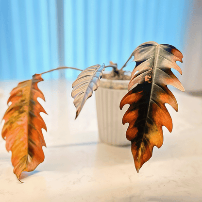 Philodendron Caramel Marble-rare plant by protoleaf.ca