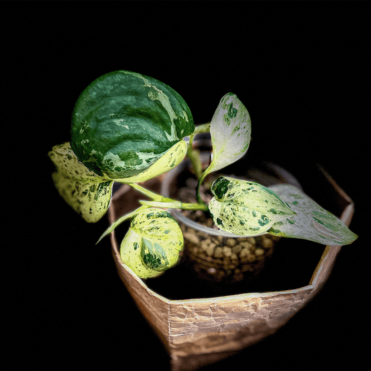 Scindapsus Cream Blue Variegata