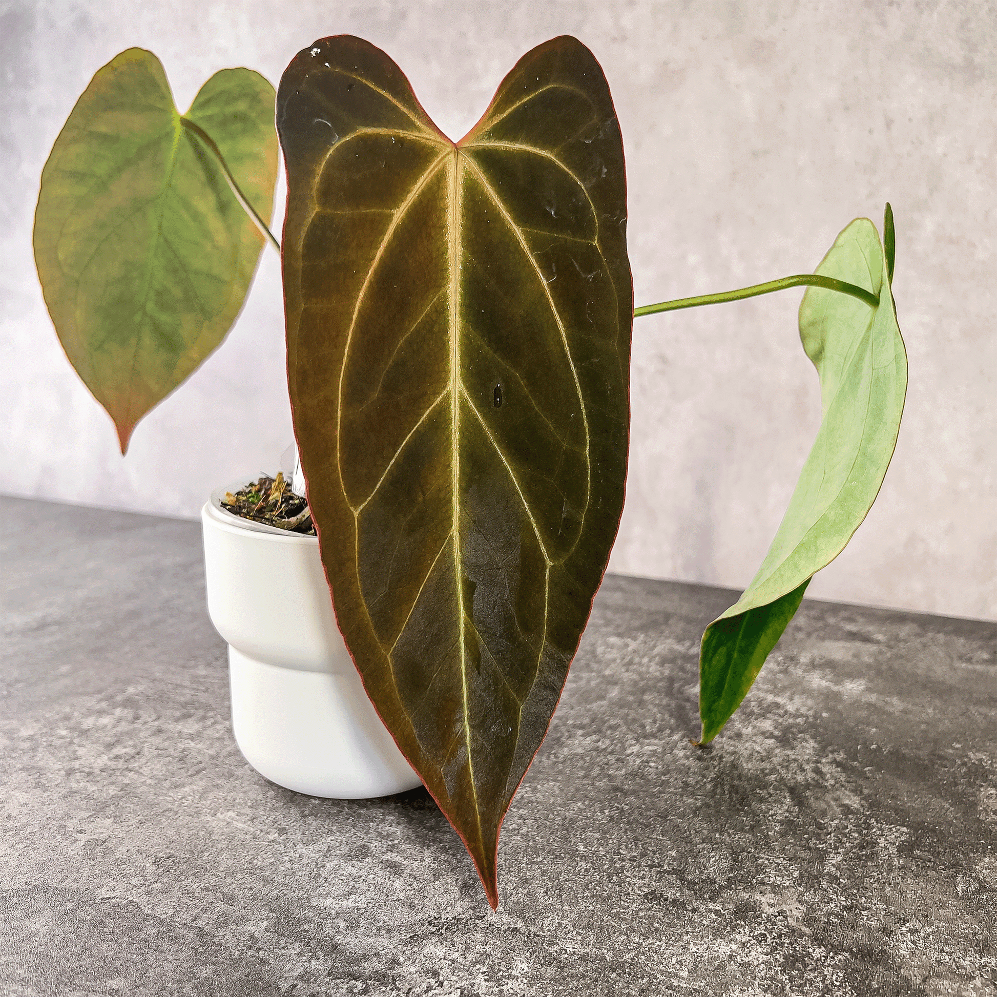 anthurium papillilaminum legend Anthurium Papillilaminum Legend X Dark Mama – ProtoLeaf