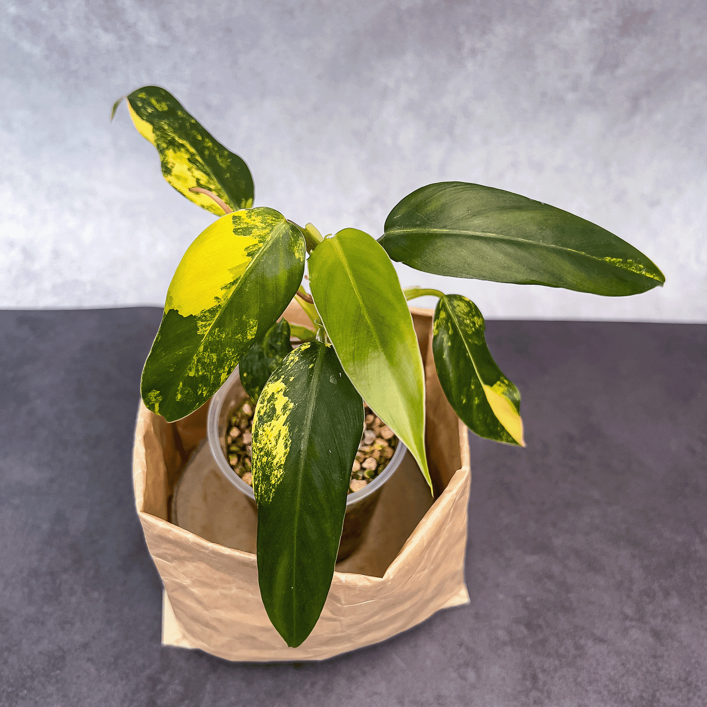 Philodendron Domesticum Variegata