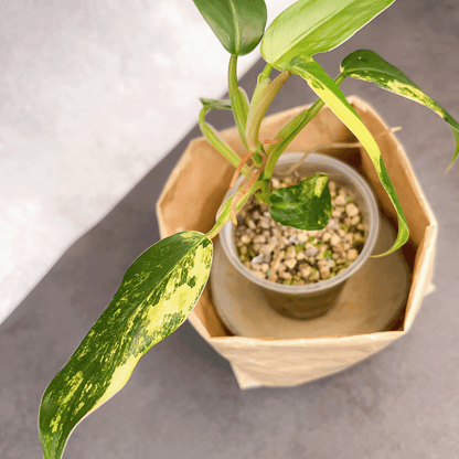 Philodendron Domesticum Variegata