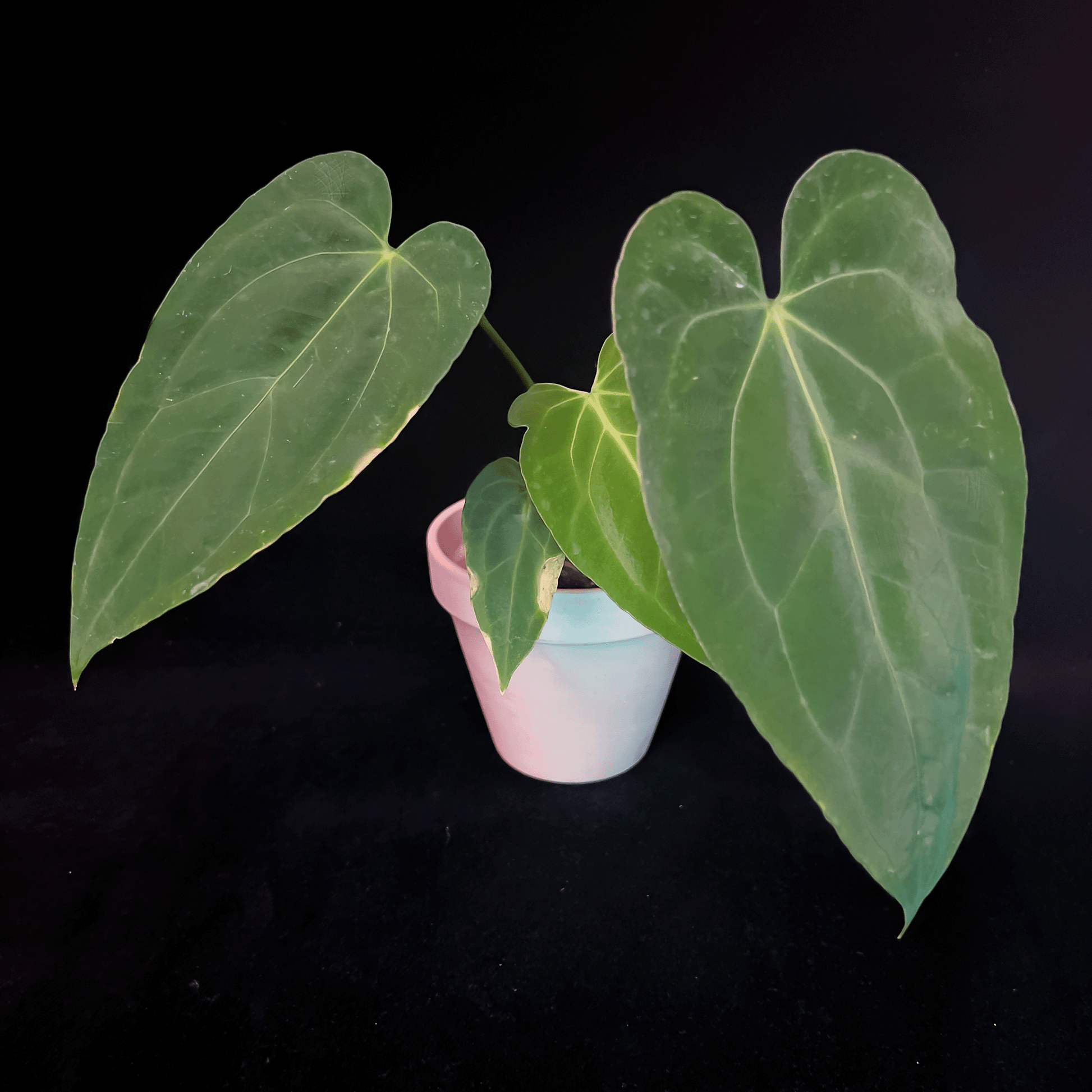 anthurium fasciale Anthurium Fort Sherman Original