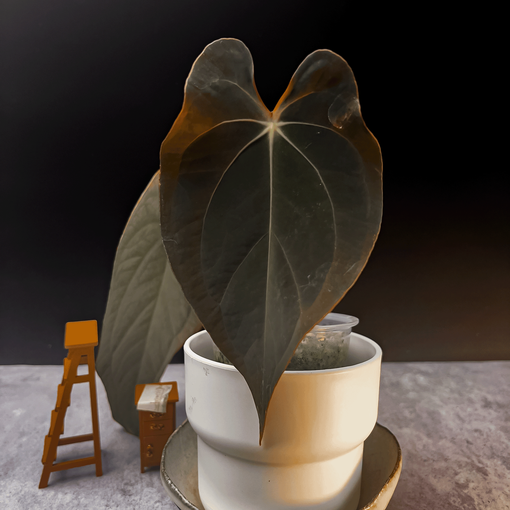 Anthurium Fort Sherman x Dark Phoenix