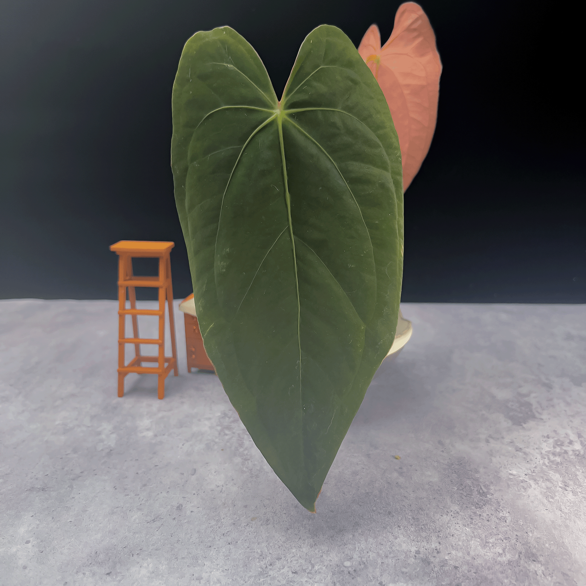 Anthurium Fort Sherman x Dark Phoenix