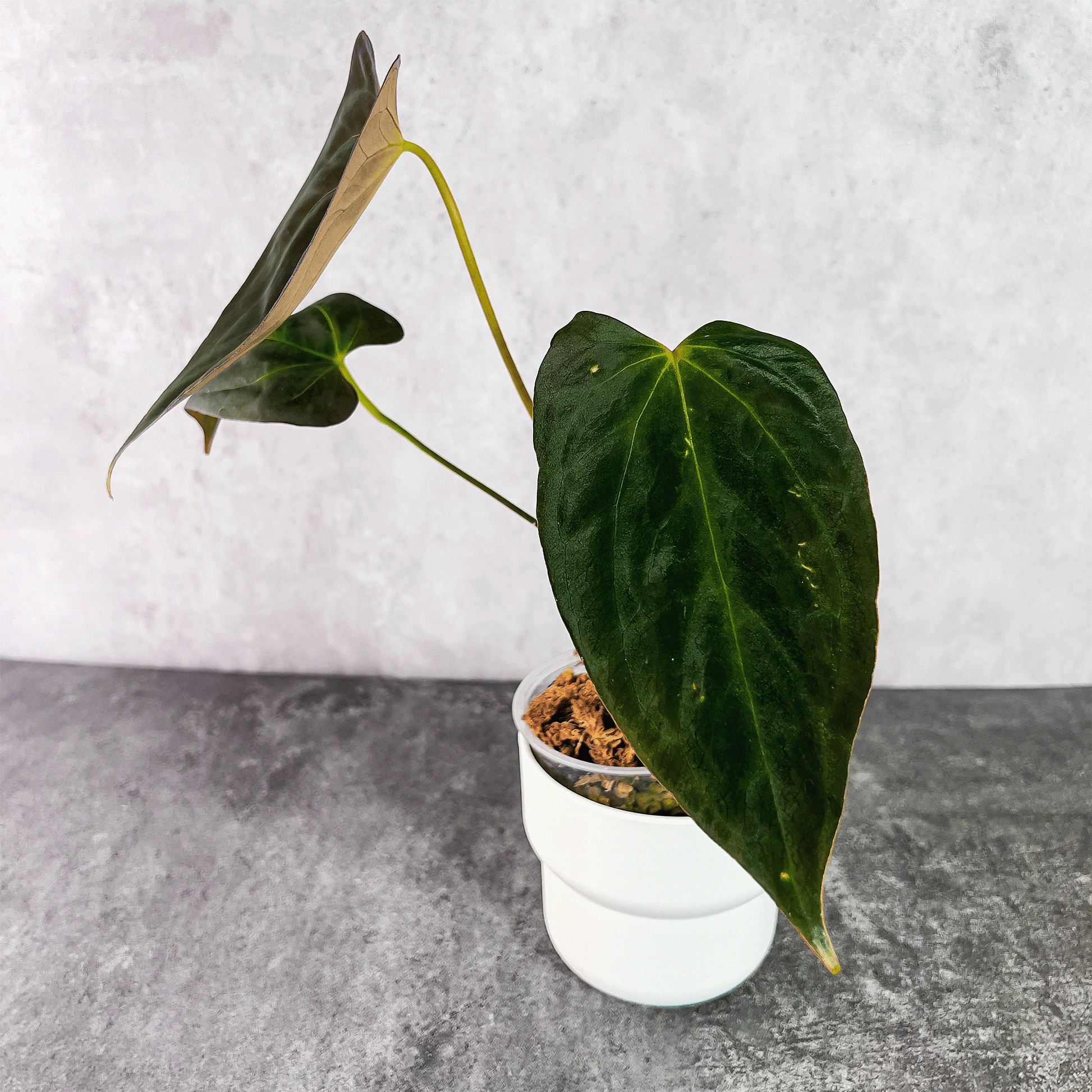 Anthurium Fort Sherman x Pap Blue X1 | Plant Store – ProtoLeaf Anthurium Fort Sherman x Pap Blue X1 | Plant Store – ProtoLeaf