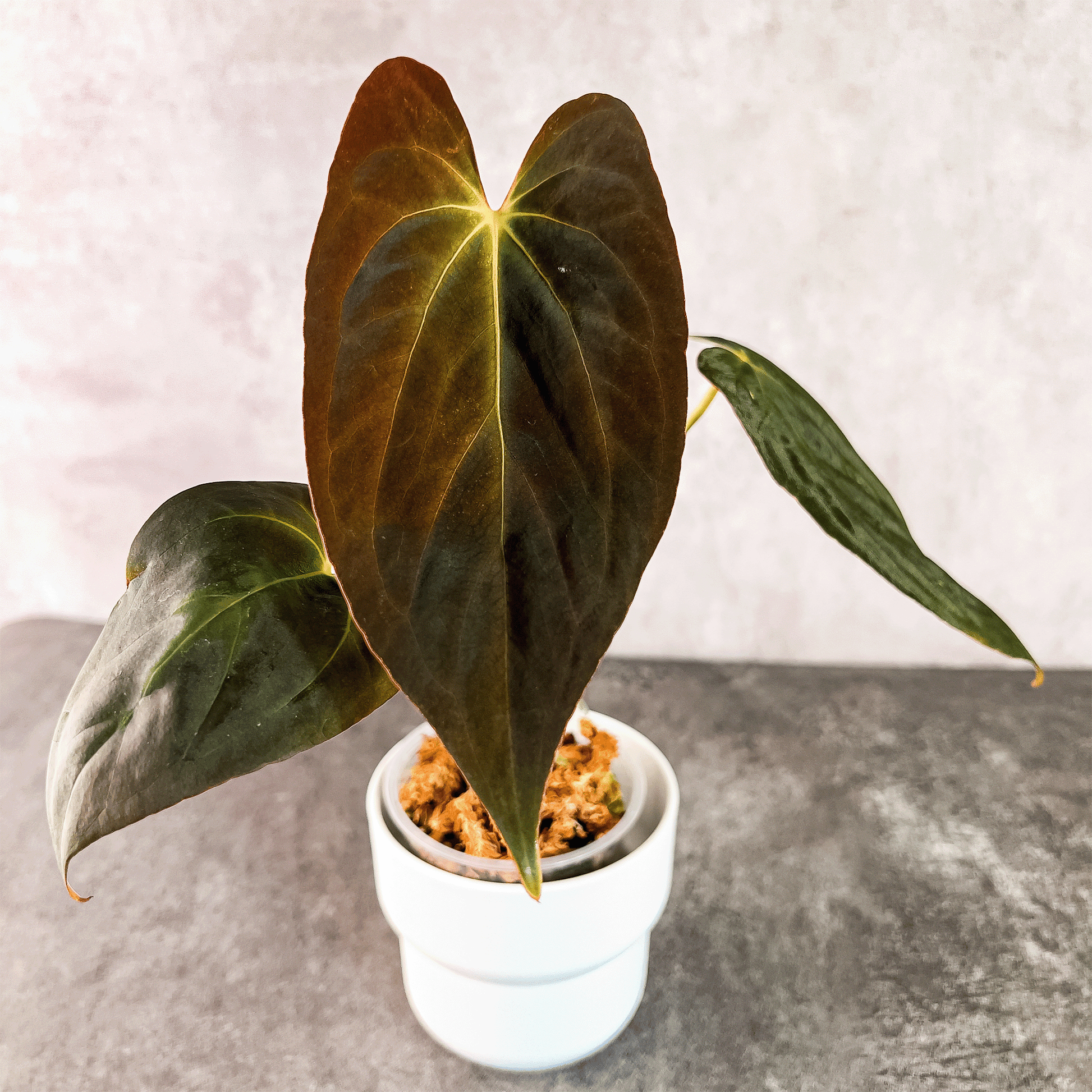 Anthurium Fort Sherman x Pap Blue X1 | Plant Store – ProtoLeaf Anthurium Fort Sherman x Pap Blue X1 | Plant Store – ProtoLeaf