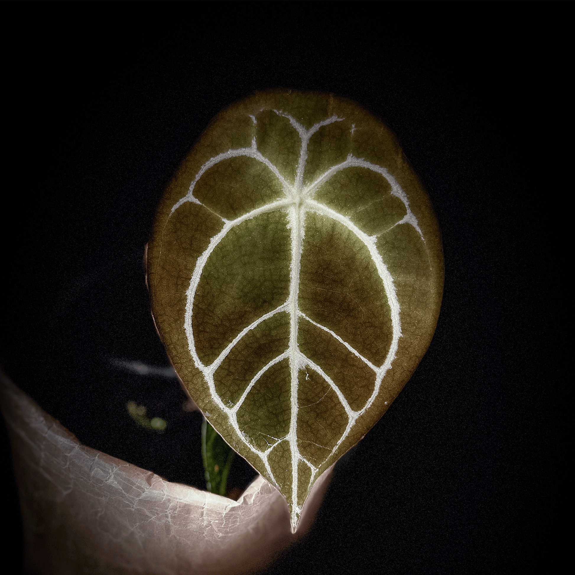 Anthurium Forgetii