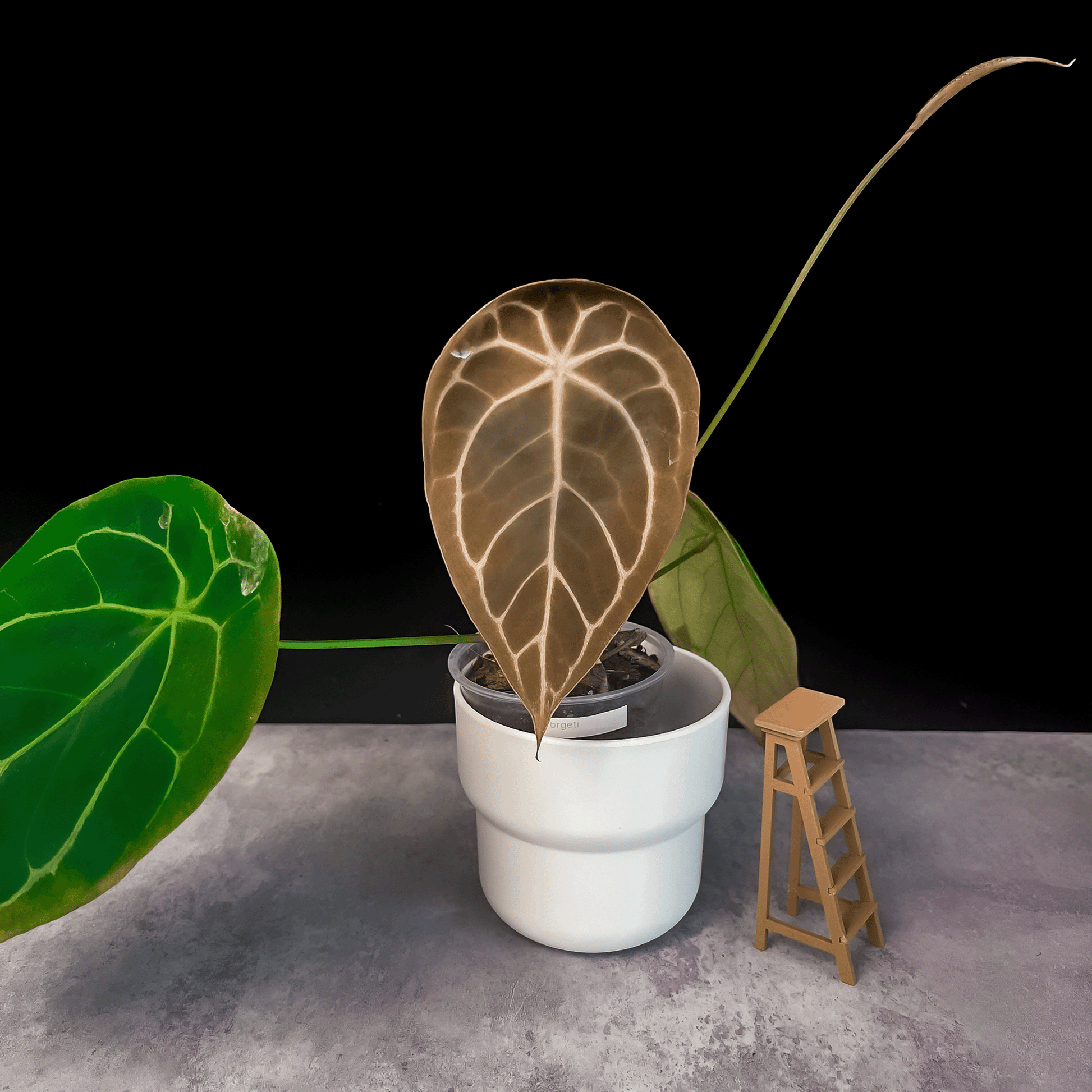 Anthurium Forgetii