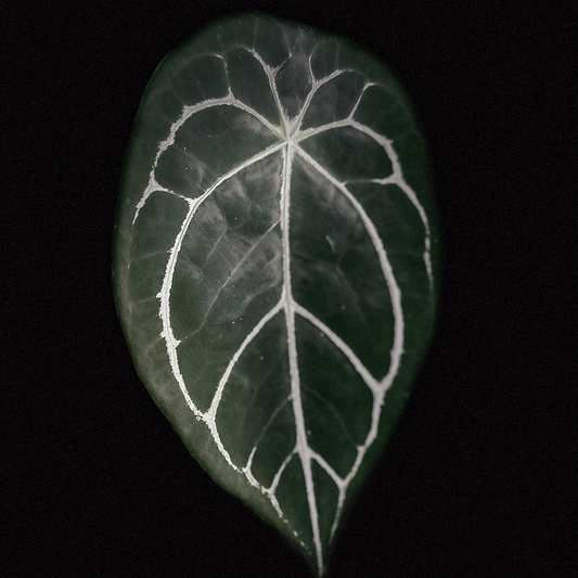 Anthurium Forgetii