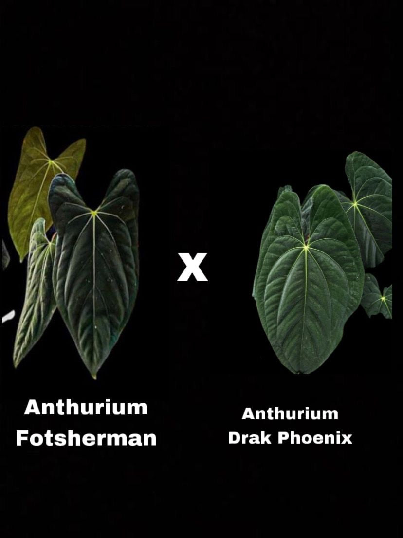Anthurium Fort Sherman x Dark Phoenix