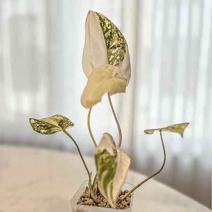 Philodendron Gloriosum Variegated-protoleaf.ca