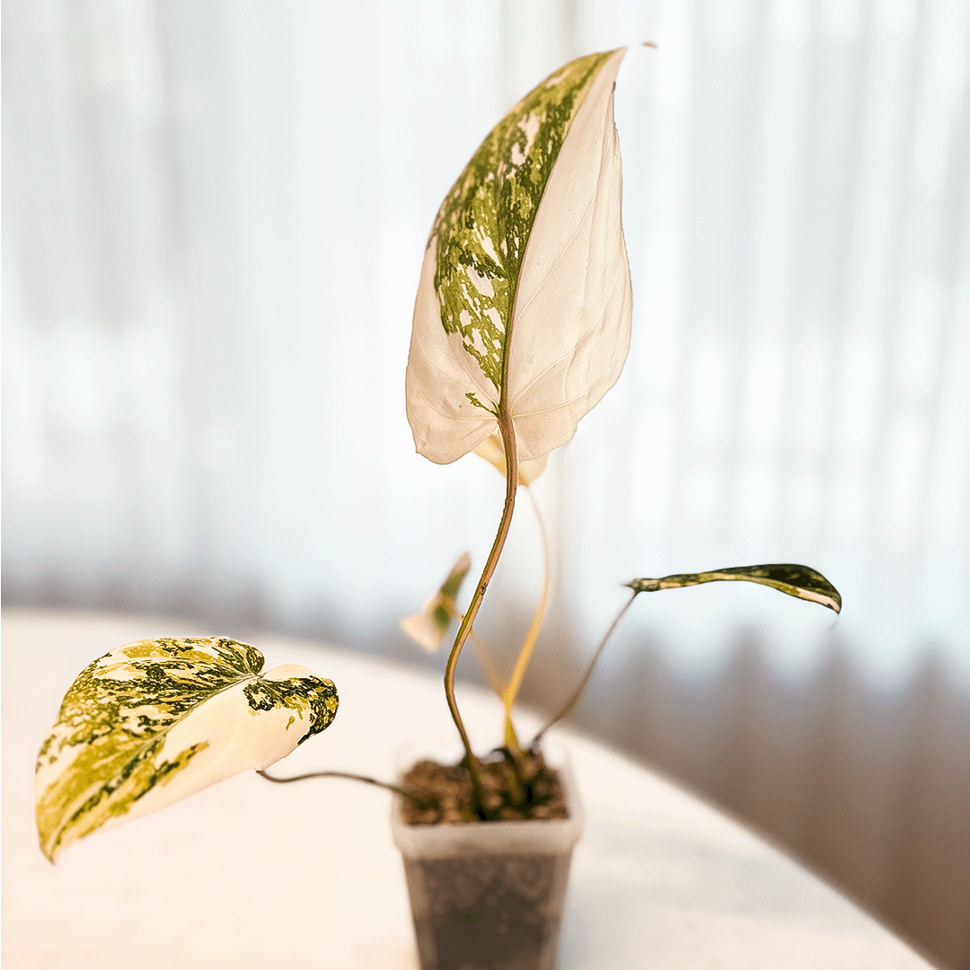 Philodendron Gloriosum Variegated-protoleaf.ca