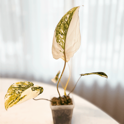 Philodendron Gloriosum Variegated-protoleaf.ca