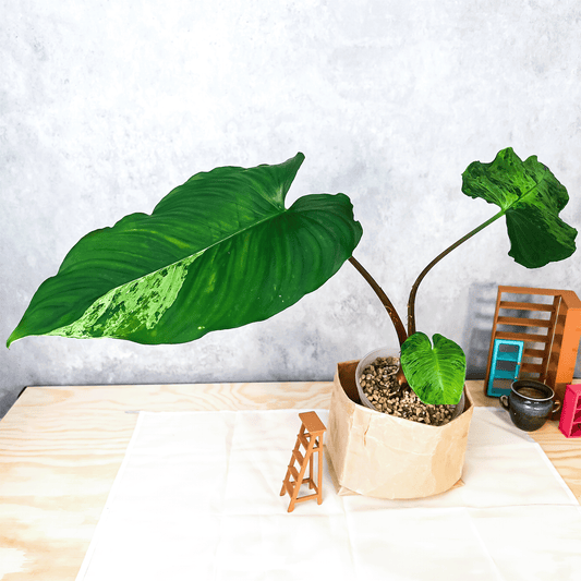 Homalomena Sp Borneo Variegata