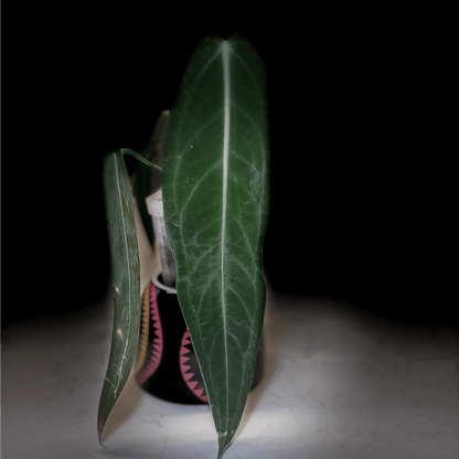 Anthurium Warocqueanum - protoleaf.ca