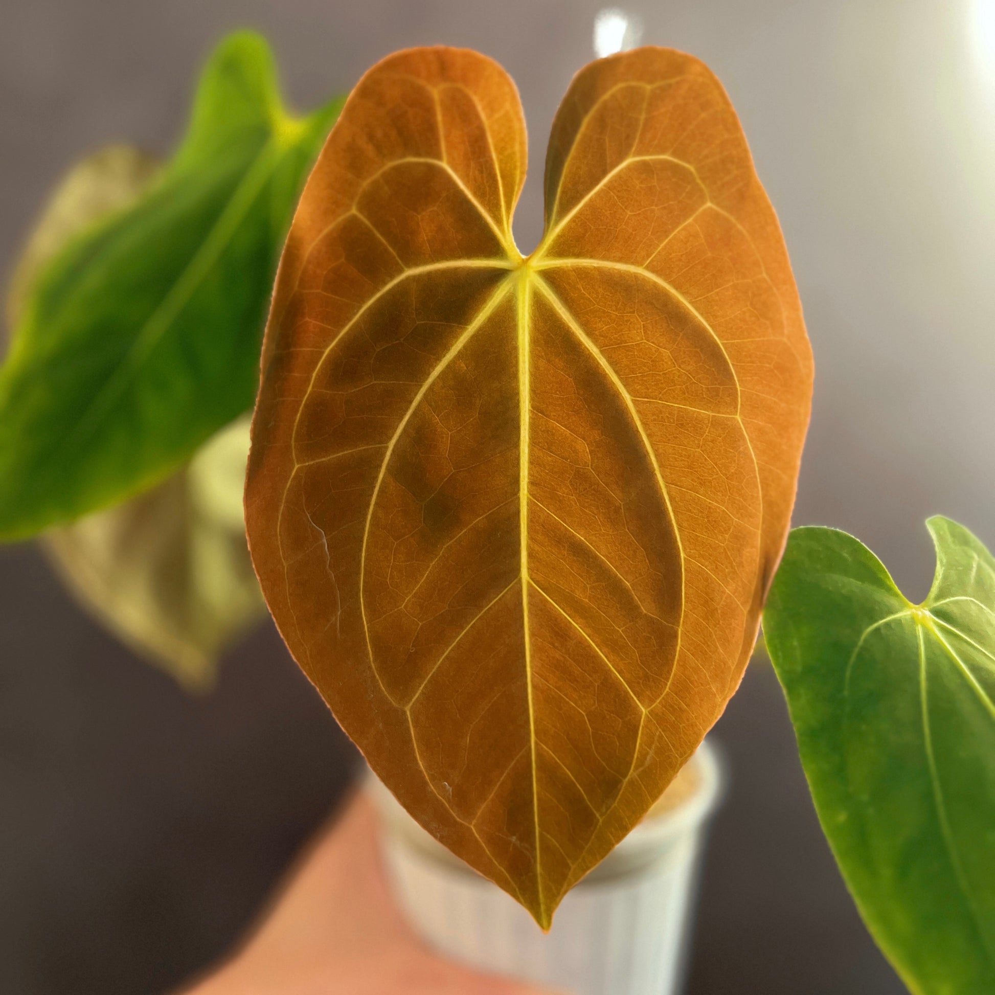 anthurium dark phoenix Anthurium Dark Phoenix x Papillilaminum Xone – ProtoLeaf