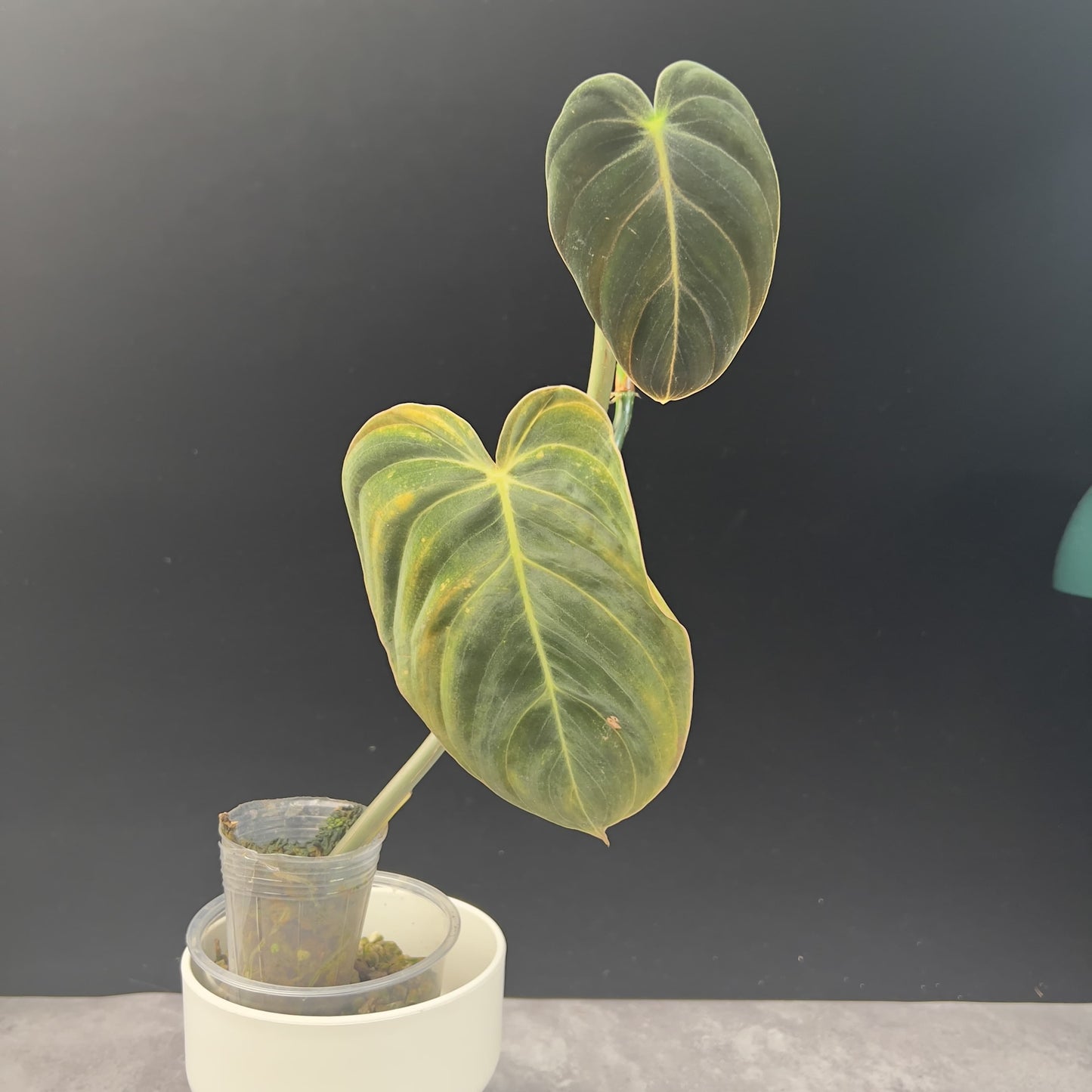 Philodendron Melanochrysum