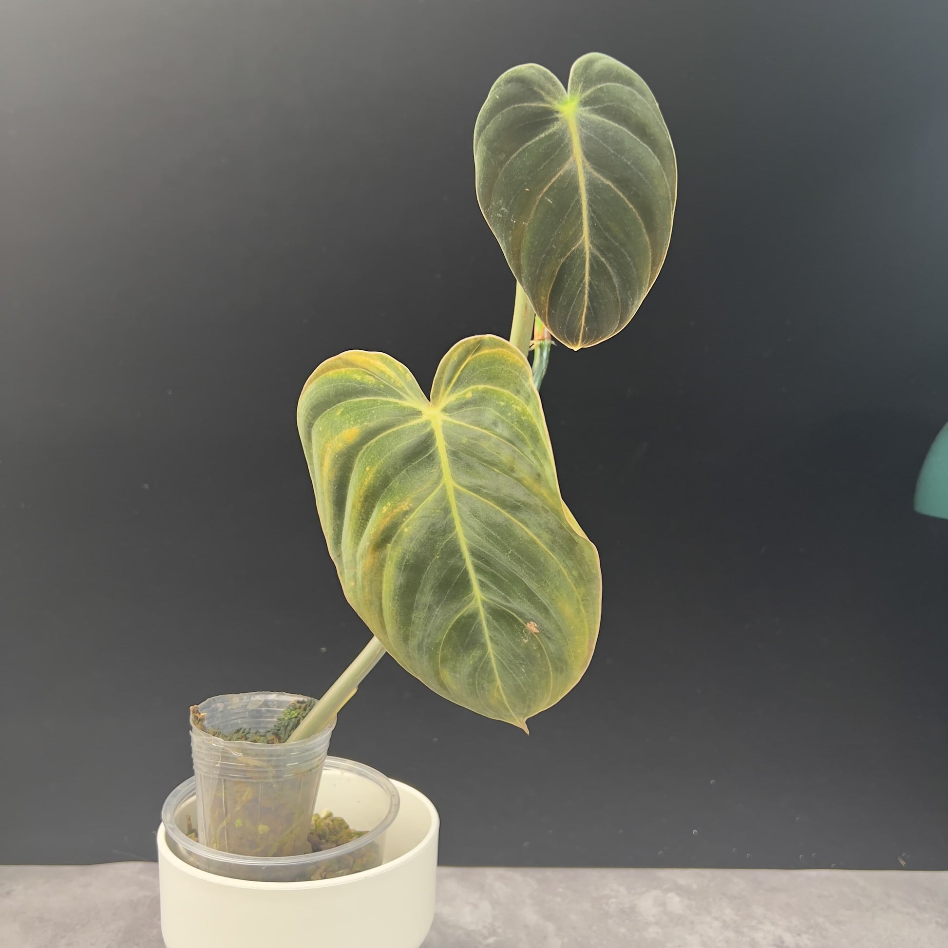 Philodendron Melanochrysum