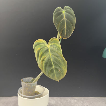 Philodendron Melanochrysum