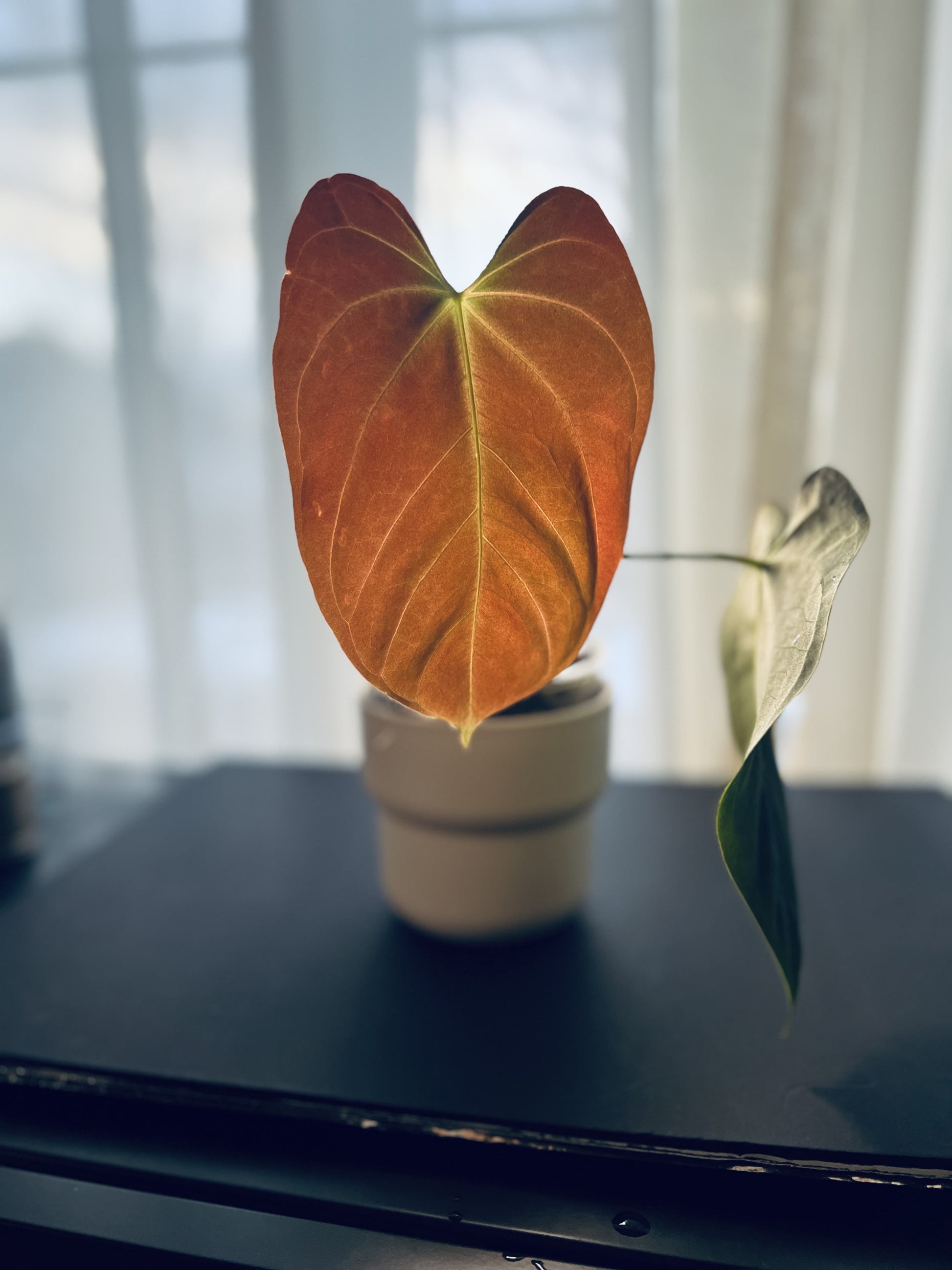 anthurium fire phoenix Anthurium Dark Phoenix